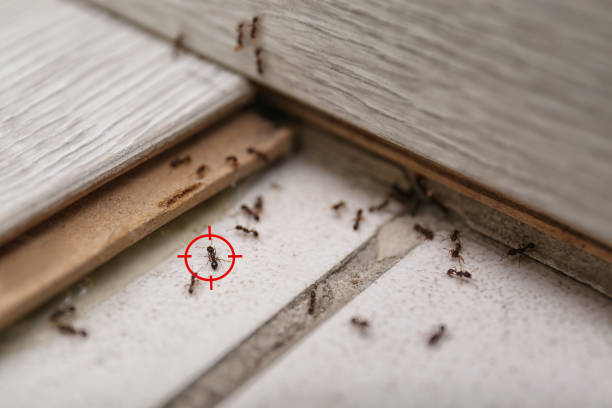 Best Pest Removal Services  in Asheville, NC