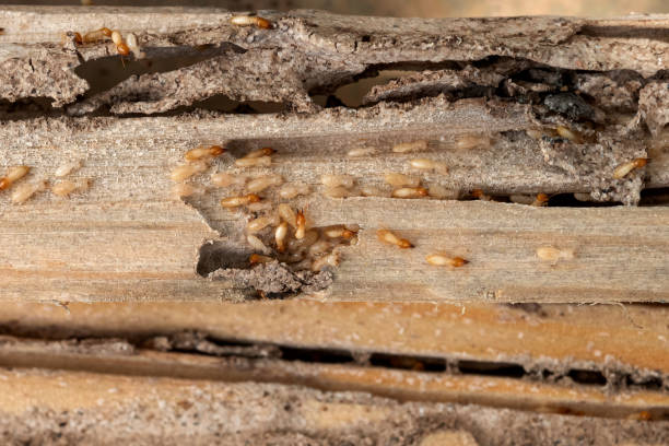 Best Wasp Removal Services  in Asheville, NC